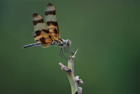 Free Images Nature Branch Trunk Flying Fly Summer Village