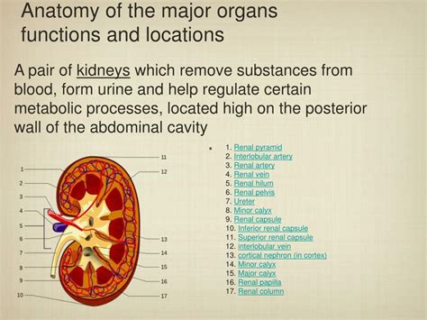 Ppt Urinary System Powerpoint Presentation Free Download Id 5976313