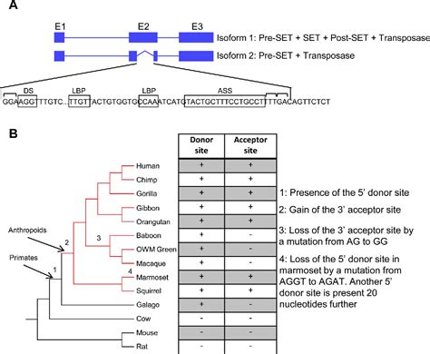 Figure From The Roles Of The Human Setmar Metnase Protein In