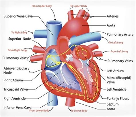 Schematic Diagram Of The Heart Human Heart Diagram