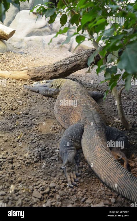 El Drag N De Komodo El Lagarto M S Grande Del Mundo Fotograf A De