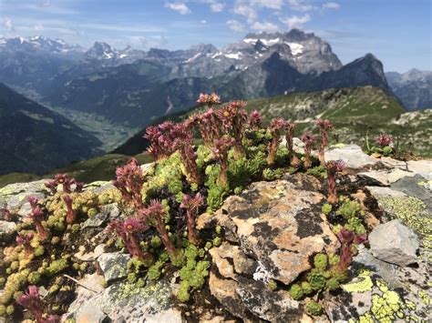 Panoramaweg Braunwald Gl