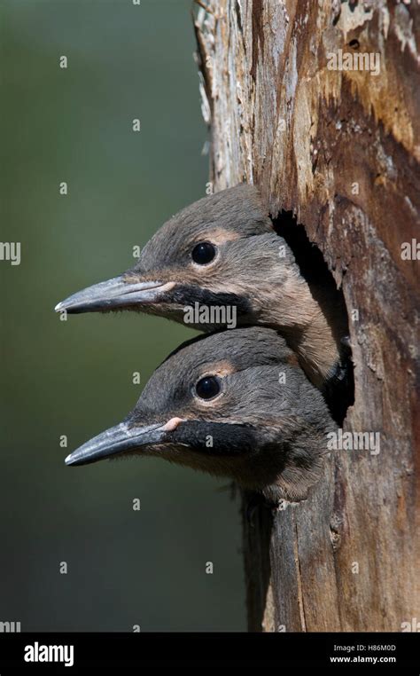 Northern Flicker Colaptes Auratus Chicks In Nest Cavity Ready To