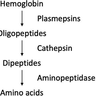 Schematic Representation Of Haemoglobin Degradation Pathway In The