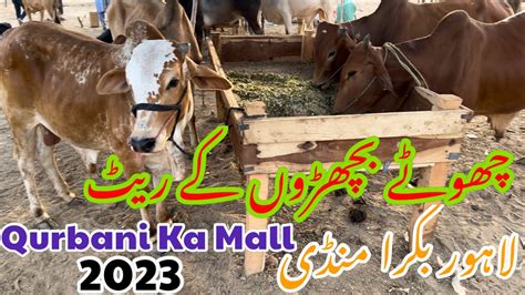 Chote Size Ke Bachro Keh Rate Cow Mandi Lahore Sahiwal