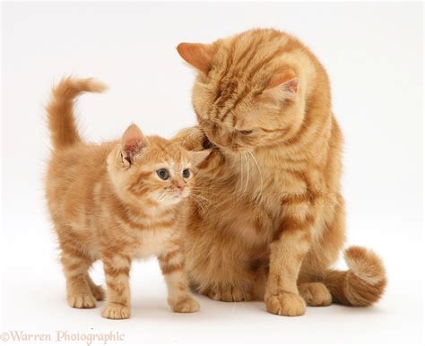 Red Tabby British Shorthair Mother Cat And Kitten Photo Wp11778