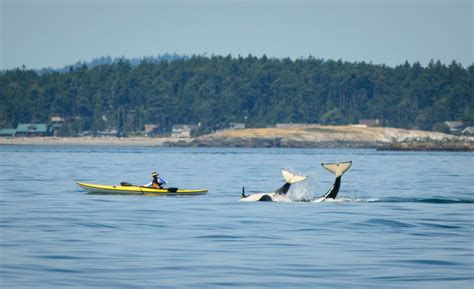 Eye to Eye with an Orca - Pacific Northwest Living