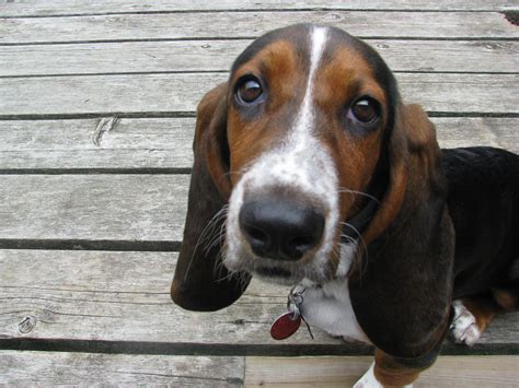 Its All In The Eyes Basset Hound Bassett Hound Basset