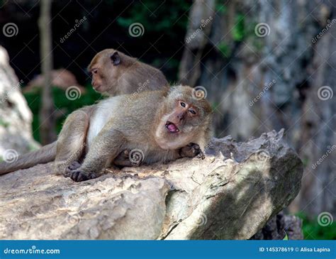 monkey  krabi thailand animal stock image image  krabi brown