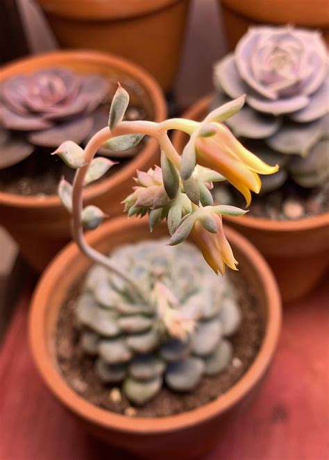 Some Echeveria ‘minima Blooms Rsucculents