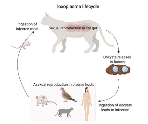 Intestinal Delta 6 Desaturase Activity Determines Host Range For Toxoplasma Sexual Reproduction