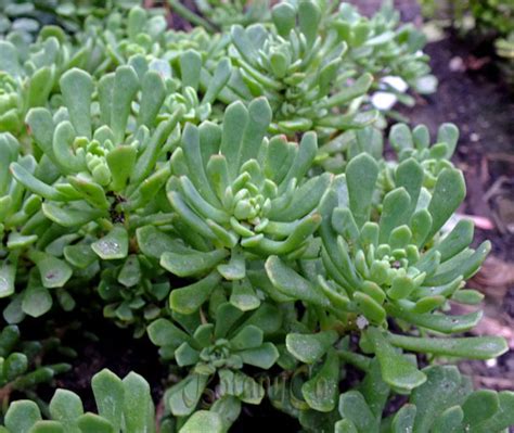 Sedum Glaucophyllum Foliage Botanically Inclined Seed Adventures