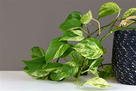 Le Pothos Une Plante Dint Rieur Tr S Facile Dentretien