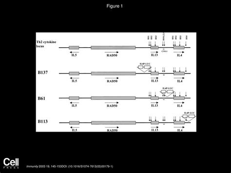 Regulation Of The Th Cytokine Locus By A Locus Control Region Ppt