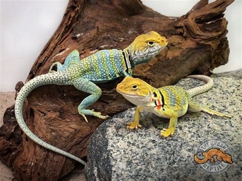 Specialty Lizards For Sale The Urban Reptile