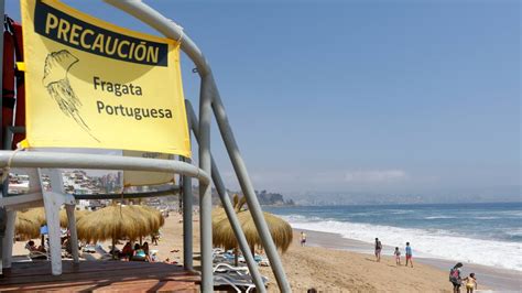 Fragata portuguesa Cuáles son las playas cerradas por la presencia de