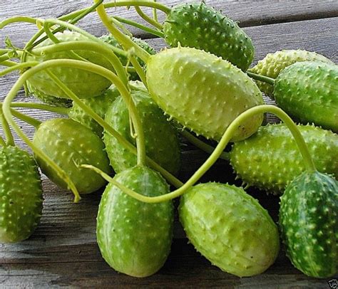 Gherkins Cucumbers For Sale At Madeline Alvarez Blog