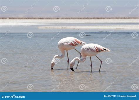 Flamingos at Atacama Desert Stock Image - Image of flamingos, chile ...