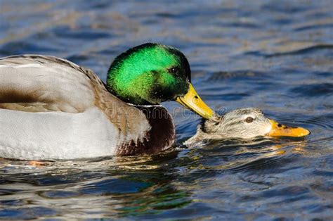 Pair Of Mallard Ducks Mating On The Water Stock Photo Image Of Head