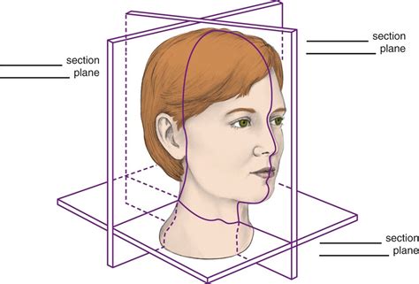 Surface Anatomy Diagram Quizlet