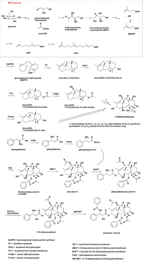 Biosynthetic Pathway Of Taxol Download Scientific Diagram