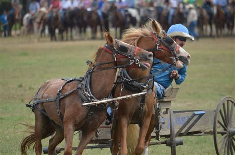 Course de Trot déroulement et détails on vous dit tout