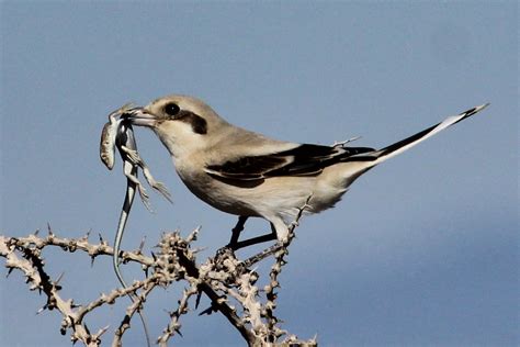 Cyprus Birding Tours And Wildlife Tours Around Cyprus Southern Grey