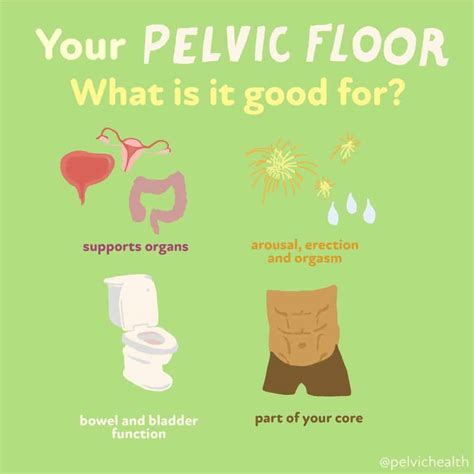 The Link Between Pelvic Floor Muscles And Sexual Satisfaction