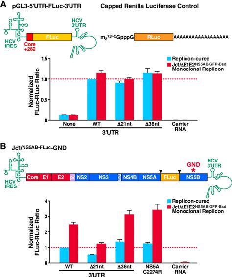 Viral RNA Translation Is Not Enhanced By The NS5A C2274R And 3 UTR