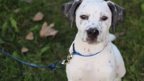 Dalmatian Bull Terrier Mix