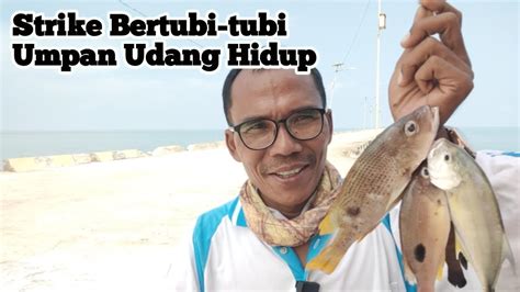 Teknik Mancing Strike Bertubi Tubi Dengan Teknik Dasaran Umpan Udang