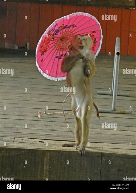 Thailand, Phuket Island: trained monkey with umbrella in the zoo Stock ...