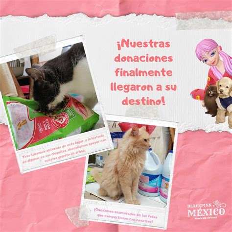 BLACKPINK MÉXICO on Twitter Para el sexto aniversario adoptamos a Muk