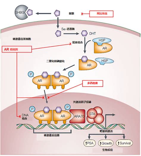 泌语新言66期 转移性激素敏感性前列腺癌三联疗法盘点 无锡市申瑞生物制品有限公司