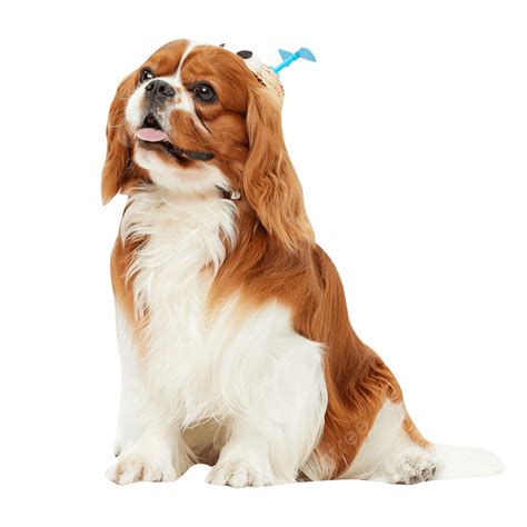 Cute Pets Png Image Cute Pet King Charles Animal Pet Pet Photo Png