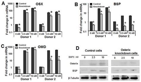 The Transcription Factor Osterix Sp Regulates Bmp Induced Human