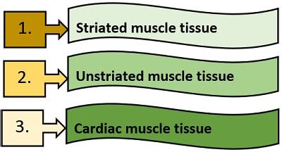 What is Muscular Tissue? Definition, Types and Comparison Chart ...