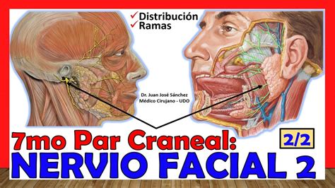 🥇 7mo Par Craneal Nervio Facial 2 2 Ramas ¡explicación Sencilla Youtube