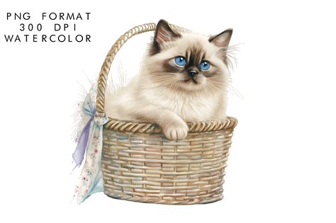 Watercolor Birman Cat Clipart Graphic By Watercolorbykr Creative Fabrica