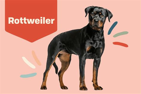 Rottweiler Dog Breed Information Temperament Health Atelier Yuwaciaojp