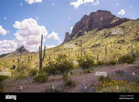 Landscape Scenics From Picacho Peak State Park Picacho Arizona Usa