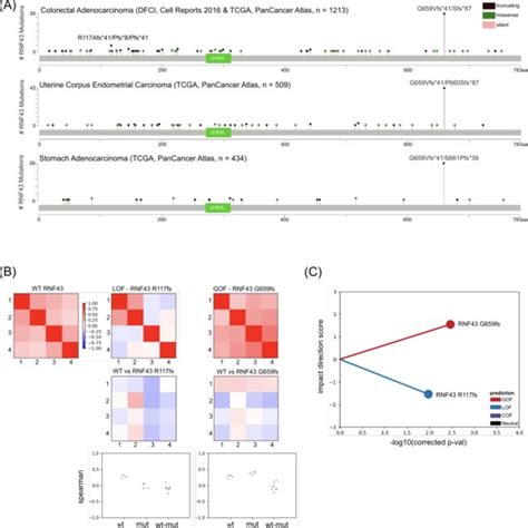 EVIP Identifies Functional Differences Between Two RNF43 Frameshift