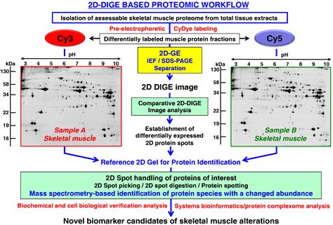 Proteomes Free Full Text Comparative Skeletal Muscle Proteomics Using Two Dimensional Gel