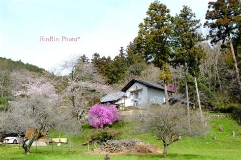 彩の風に誘われて 飯能市の風景2024年4月桜巡りの一日＃2