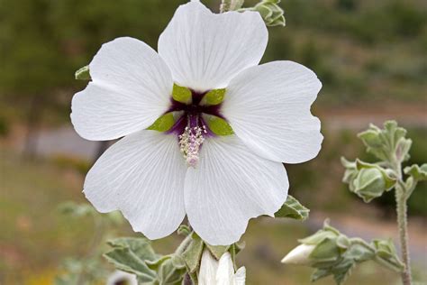 Wild Flowers of Morocco | Jearld Moldenhauer