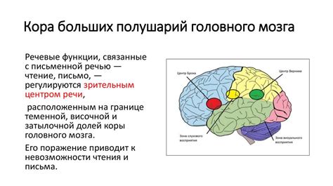 Кора больших полушарий головного мозга - презентация онлайн