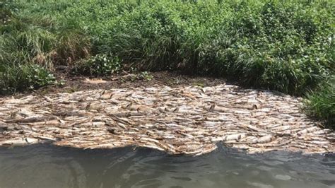 Moradores Denunciam Morte De Peixes No Rio Teles Pires Estad O Mt