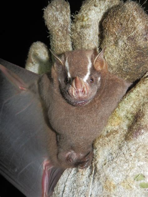 Artibeus Lituratus Portal De Zoologia