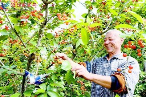 櫻桃紅了 果農樂了 每日頭條