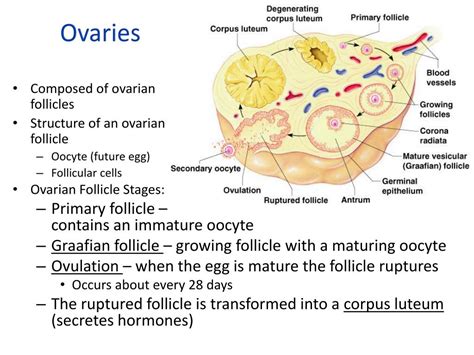 Ppt Female Reproductive System Powerpoint Presentation Free Download Id1962350